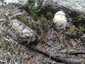 Szürke selyemgomba (Amanita vaginata), Retyezát. Lomb- és fenyőerdőben nő, tojásszerű burokból fejlődik ki
